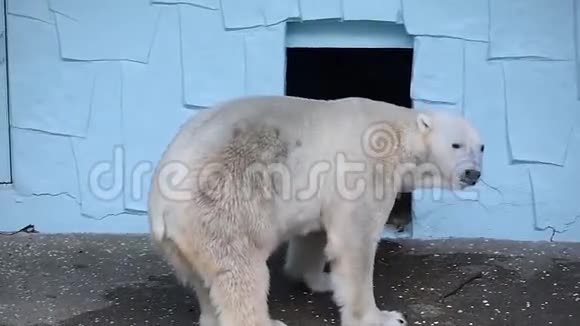 一只白色北极熊在一个巨大的石洞前移动视频的预览图