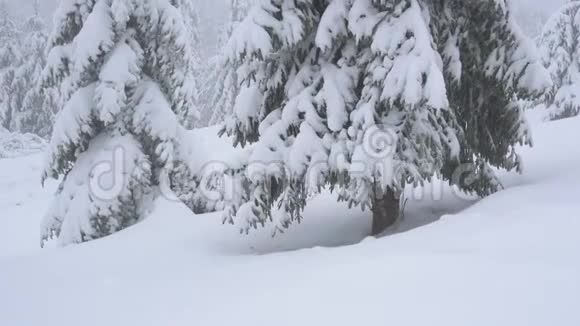 雪地里的圣诞树从下到上视频的预览图