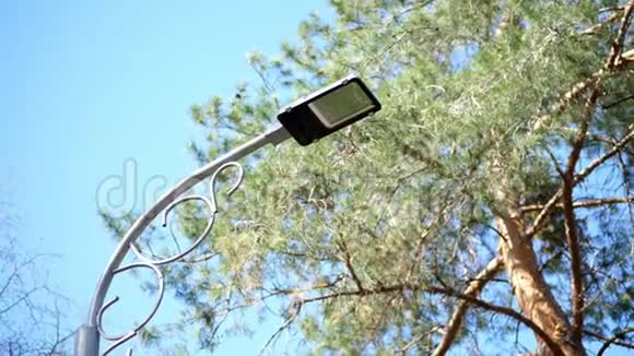 特写在天空和树梢的背景下挂着一盏大路灯松林视频的预览图