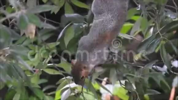 英国灰松鼠觅食橡子视频的预览图
