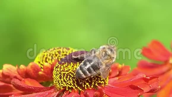 蜜蜂在绿色的背面从一朵红花中采集花蜜充满活力的特写镜头视频的预览图