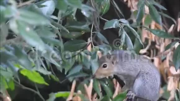 英国灰松鼠觅食橡子视频的预览图