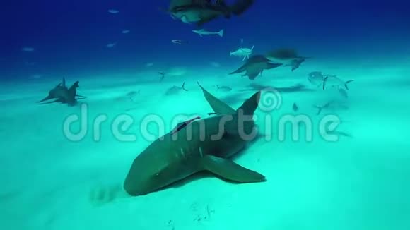 巴哈马虎滩沙滩上一群水下牛鲨视频的预览图