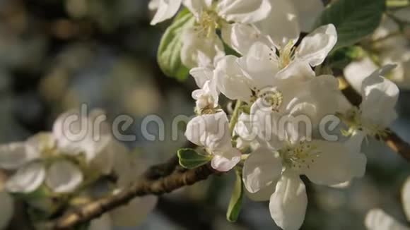开花苹果树枝上的野蜂慢动作视频的预览图
