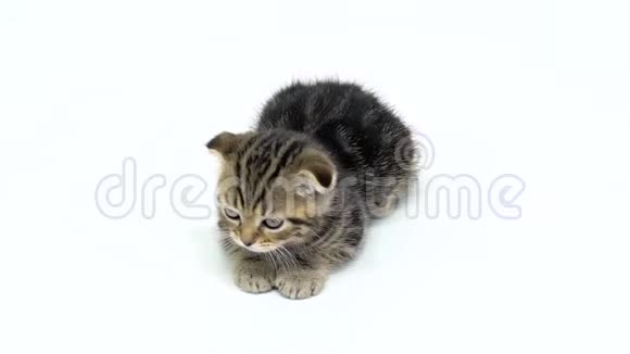 条纹小猫在地板上爬行白色背景慢动作视频的预览图
