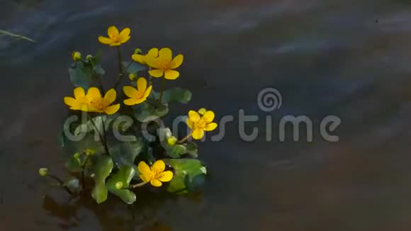 金杯沼泽在河流中的沼泽视频的预览图