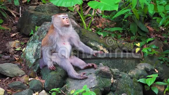 野猴子坐在热带丛林树荫下视频的预览图