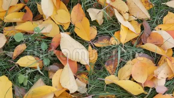 公园绿草上秋黄的落叶视频的预览图