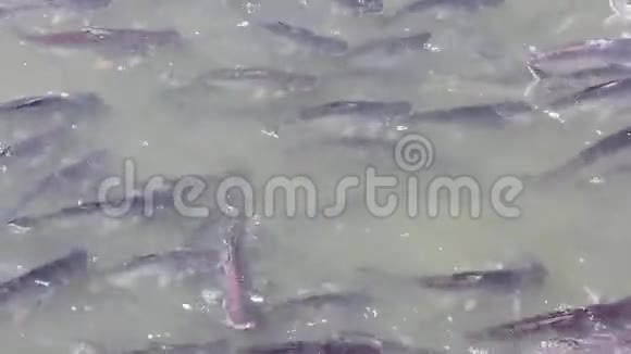 泰国河中游泳的许多彩虹色鲨鱼或条纹鲶鱼视频的预览图