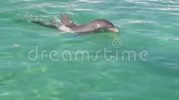 海豚在水里游泳慢动作视频的预览图