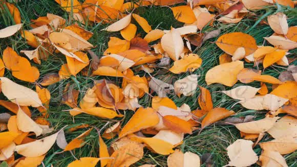 公园绿草上秋黄的落叶视频的预览图