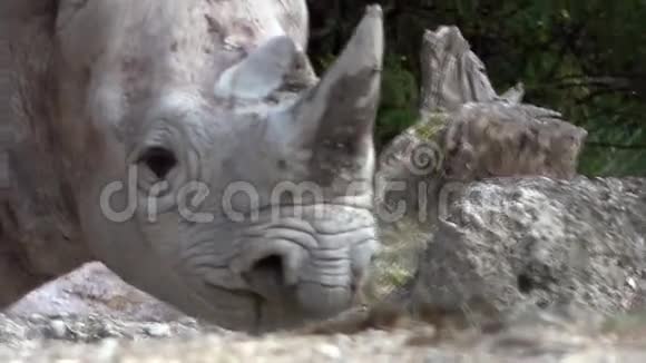 动物园里的犀牛视频的预览图
