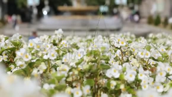 毕尔巴鄂莫尤亚广场装饰着美丽的花朵和喷泉视频的预览图