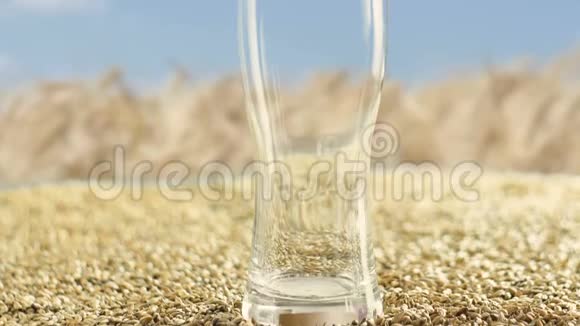 玻璃杯中装满了大麦麦芽和小麦用于制作工艺啤酒和酒精威士忌有机和天然麦芽视频的预览图