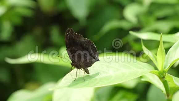 黑蝴蝶在绿叶上休息突然飞走了视频的预览图