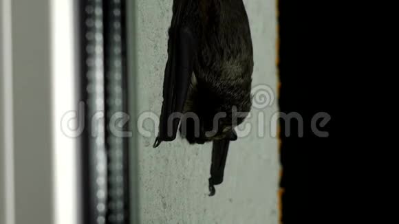 黑蝙蝠坐在房子的窗外特写阁楼视频的预览图