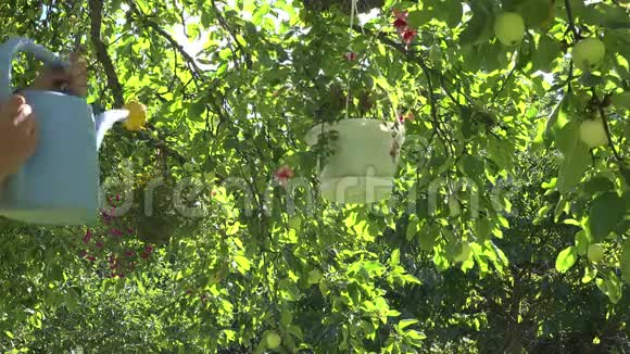 有吸引力的雌性水花在果树上的花盆里用蓝色的浇水罐4K视频的预览图
