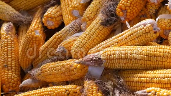 谷仓里的黄色玉米玉米的收获农业生产视频的预览图