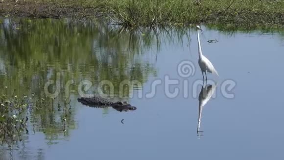 大白鹭离开佛罗里达湖的鳄鱼视频的预览图