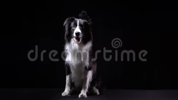 一只可爱的黑白狗坐着四处张望视频的预览图