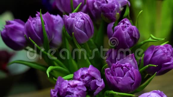 花匠把新鲜的紫色郁金香放在花瓶里视频的预览图