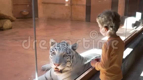 小男孩在动物园里看白虎视频的预览图