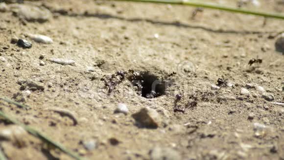 蚂蚁山有蚂蚁进出视频的预览图