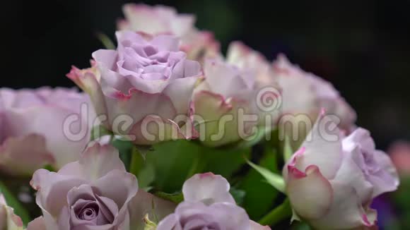 花店的特写从黑色背景的花瓶里取出一朵紫薇玫瑰视频的预览图
