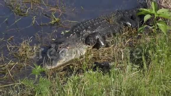 鳄鱼妈妈带着她的孩子来到湖边视频的预览图