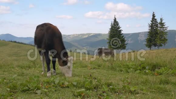 牛在山上吃草视频的预览图