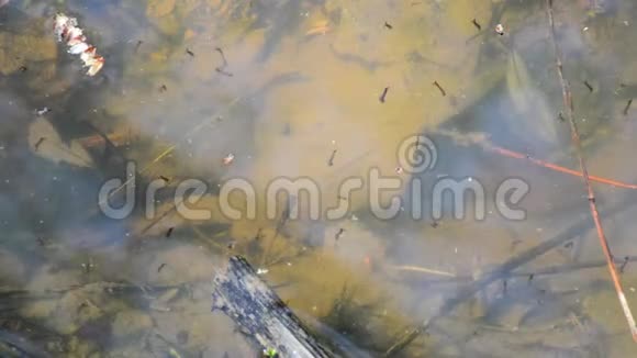 蚊子幼虫在水坑里等待第二阶段的游泳和玩耍视频的预览图