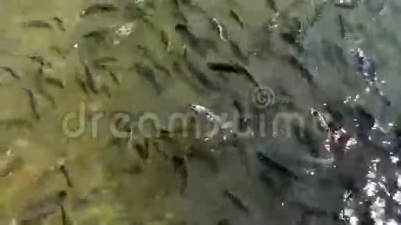 浅滩鱼俯视图视频的预览图