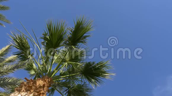 日期棕榈树在晴朗的天空背景绿色棕榈叶在风中摇曳视频的预览图