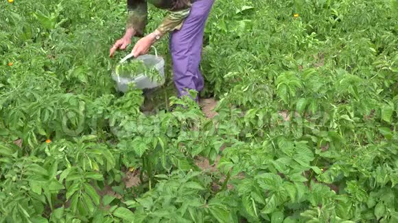 老农用手从田里的土豆植物中采摘害虫幼虫4K视频的预览图