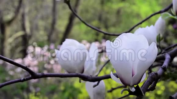 木兰花在花园里的树枝上开花美丽的玉兰白花枝对蓝天视频的预览图