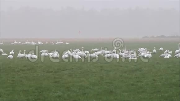 草地上成群的天鹅视频的预览图