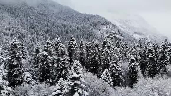 冬季阴天森林的鸟瞰图美丽的冬天自然的云杉和松在雪低空飞行视频的预览图
