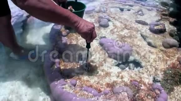 法属波利尼西亚珊瑚中海贝壳龟的手视频的预览图