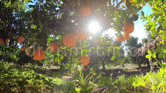 西班牙橘子园橘子树有许多水果在蓝天与阳光花园中的有机水果视频的预览图