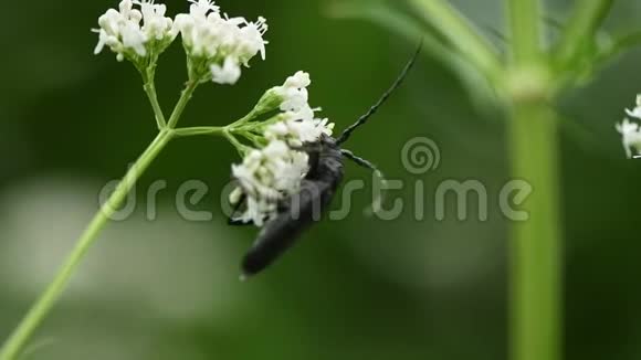 黑甲虫在鲜艳的缬草花上授粉视频的预览图