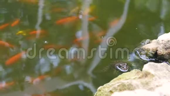 沼泽青蛙坐在干净的池塘里视频的预览图