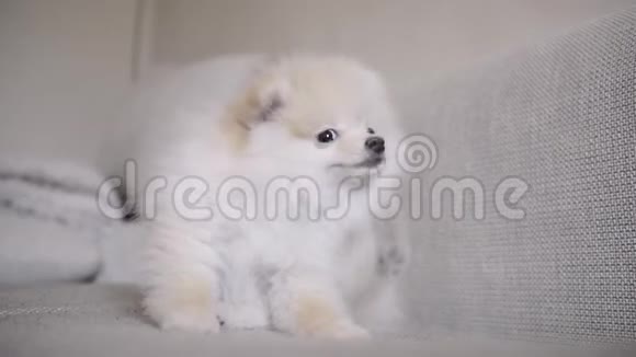 有趣的波美拉尼亚小狗坐着躺在白色沙发上视频的预览图