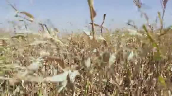 成熟玉米的茎在风中摇摆视频的预览图