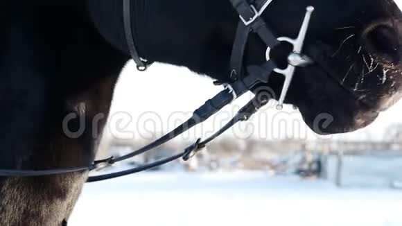 冬天呼吸黑马慢动作视频的预览图