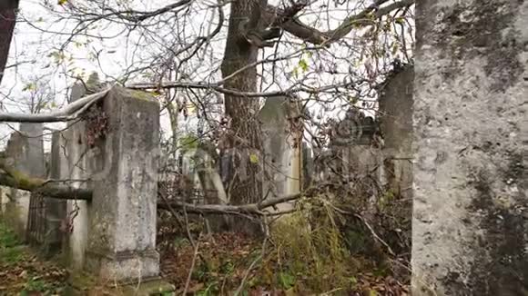一棵树倒在一个废弃的犹太墓地的坟墓里视频的预览图