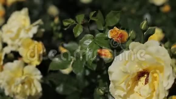 花园里夏日里美丽的黄花视频的预览图