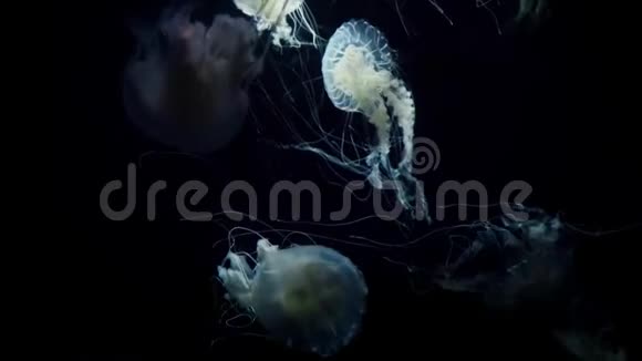 白色发光的水母在深蓝色的水里移动视频的预览图
