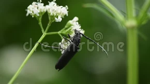 黑甲虫在鲜艳的缬草花上授粉视频的预览图