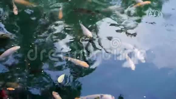 日本锦鲤在池塘游泳印度尼西亚巴厘4K视频的预览图