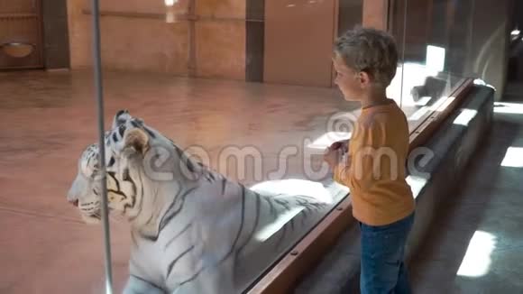 小男孩在动物园里看白虎视频的预览图